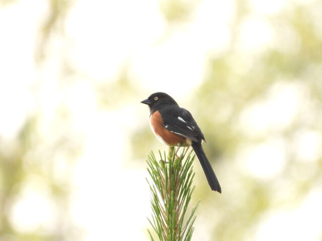 Eastern Towhee