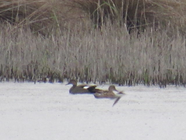 Gadwall