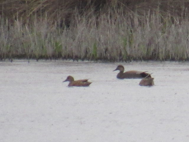 Gadwall