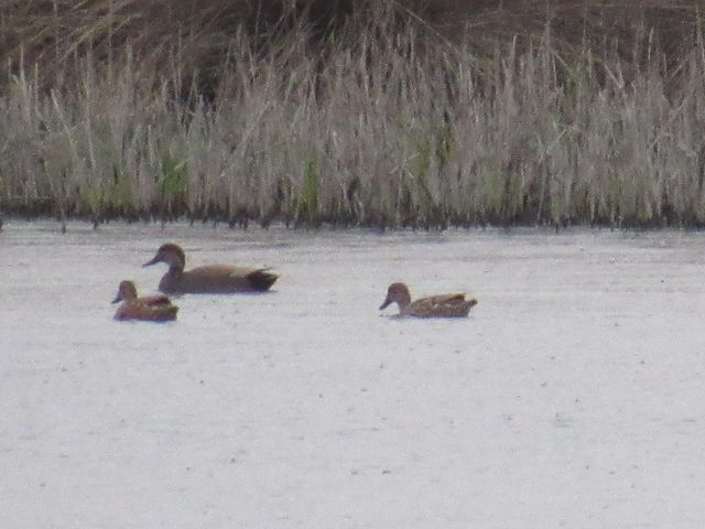 Gadwall