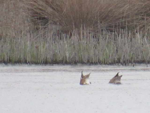 Gadwall