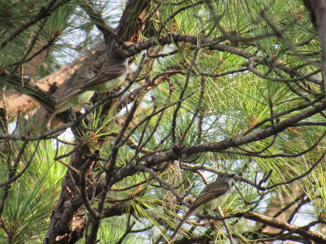 Great Crested Flycatcher