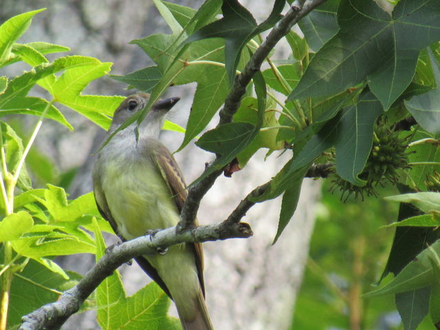 Great Crested Flycatcher