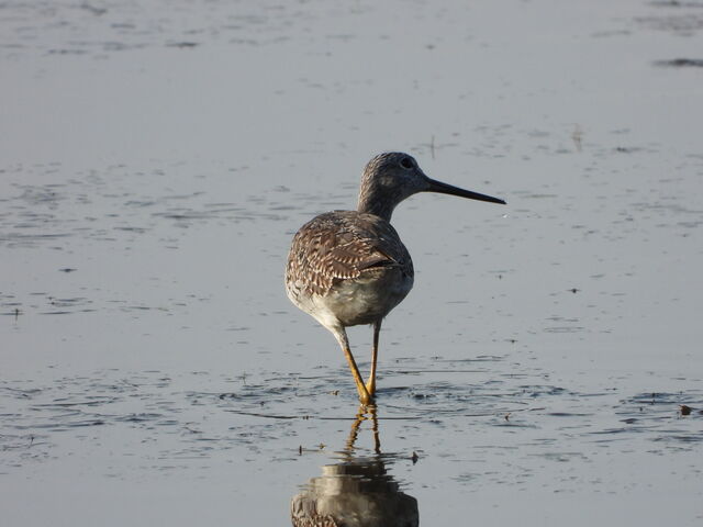 Greater Yellowlegs