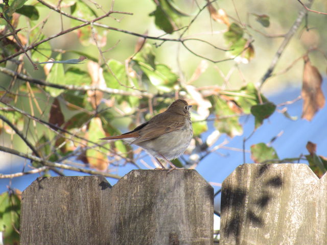 Hermit Thrush