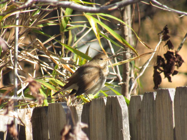 Hermit Thrush