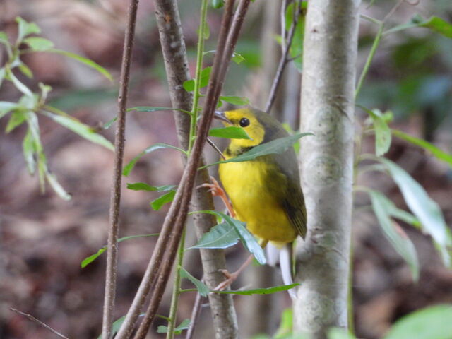 Hooded Warbler