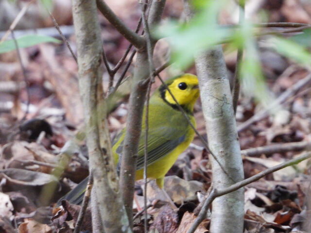 Hooded Warbler