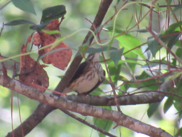 Louisiana Waterthrush