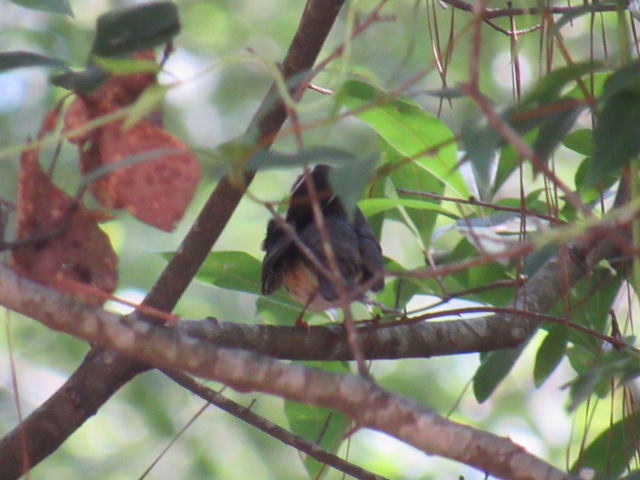 Louisiana Waterthrush