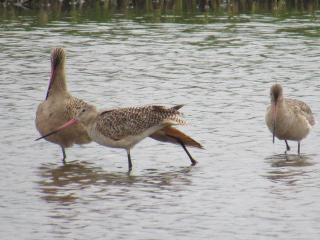 Marbled Godwit