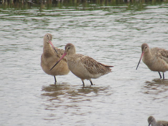 Marbled Godwit