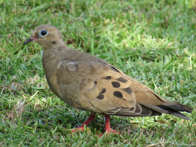 Mourning Dove