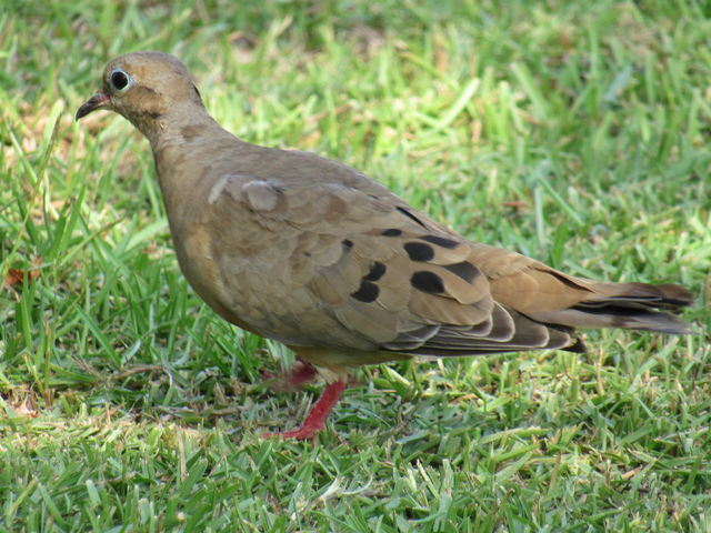 Mourning Dove