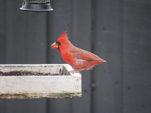 Northern Cardinal