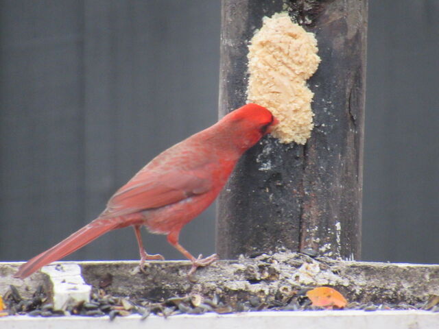 Northern Cardinal