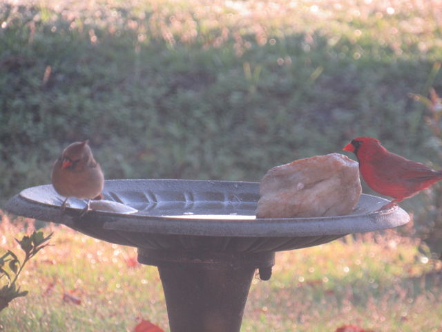 Northern Cardinal