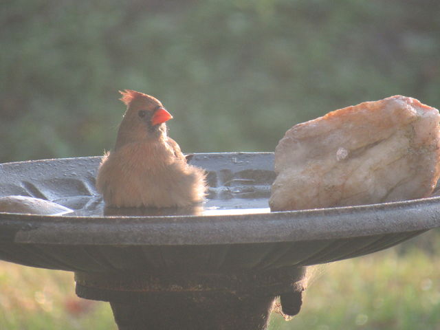 Northern Cardinal