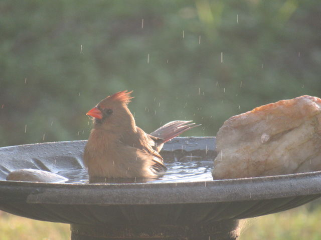 Northern Cardinal