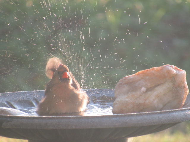 Northern Cardinal