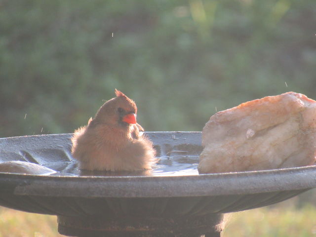 Northern Cardinal