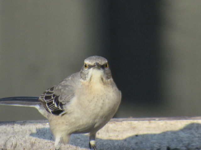 Northern Mockingbird