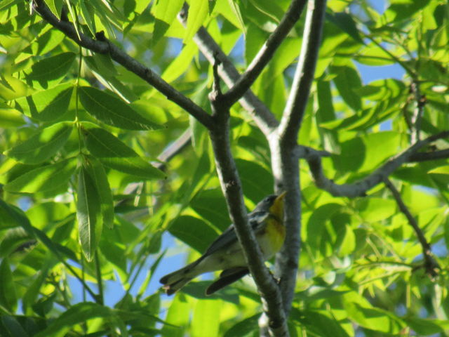 Northern Parula