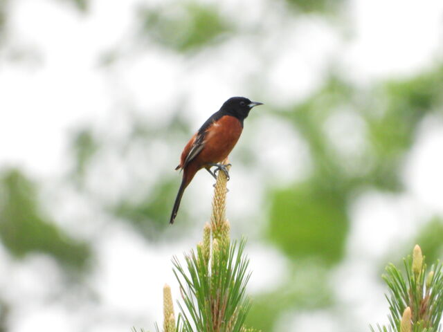 Orchard Oriole