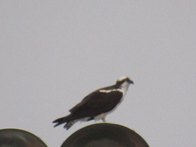 Osprey