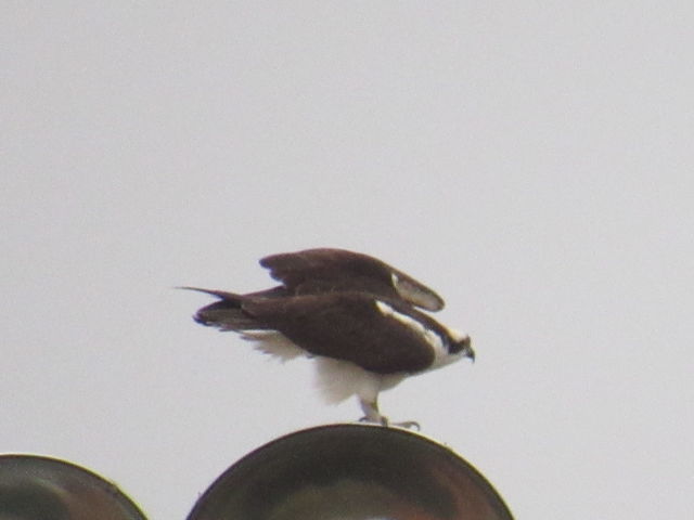 Osprey