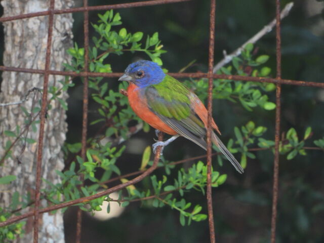 Painted Bunting