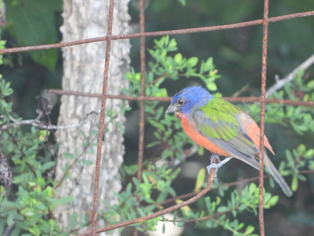 Painted Bunting