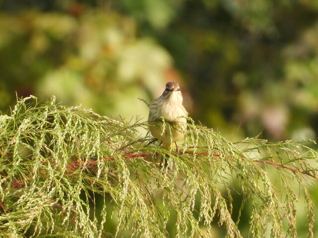 Palm Warbler