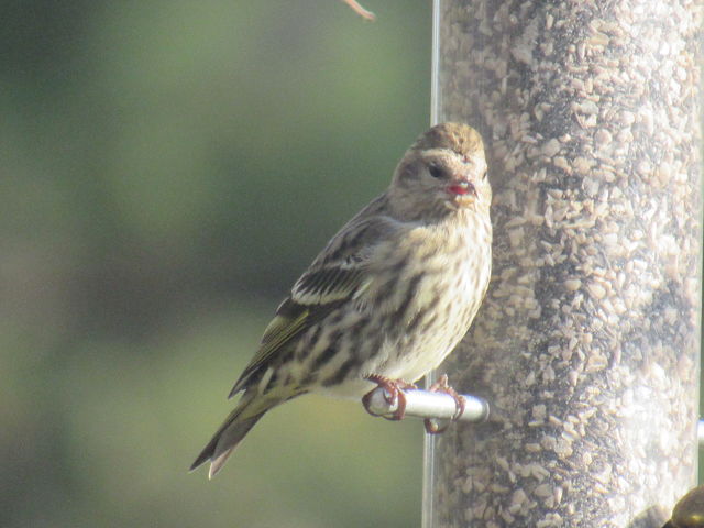 pine siskin