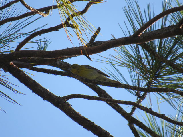 Pine Warbler