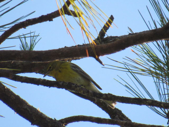 Pine Warbler