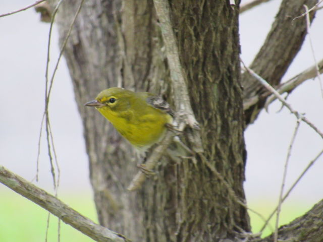 Pine Warbler