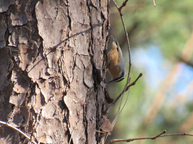 Red-breasted Nuthatch