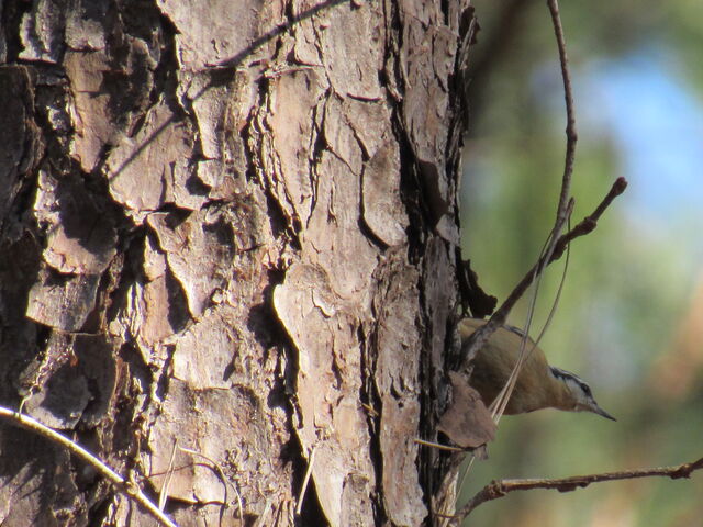 Red-breasted Nuthatch