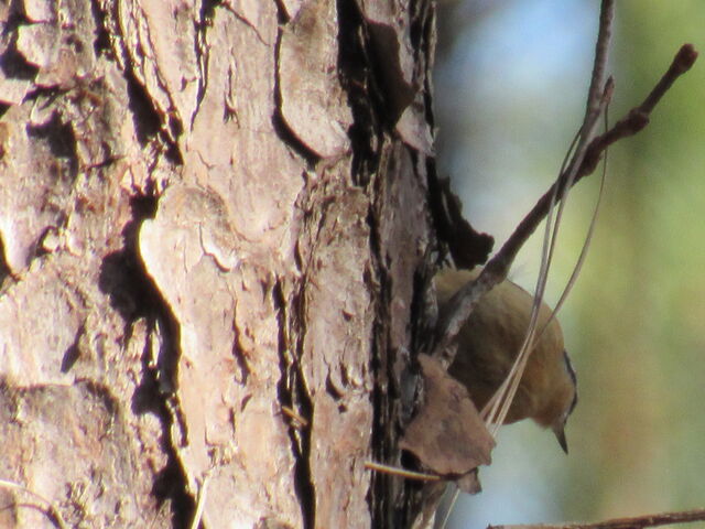 Red-breasted Nuthatch