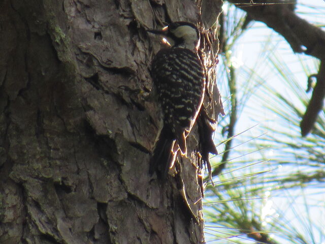 Red-cockaded Woodpecker