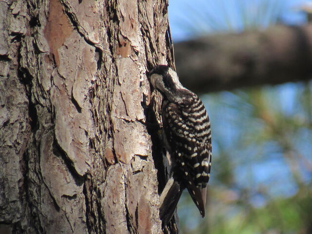 Red-cockaded Woodpecker