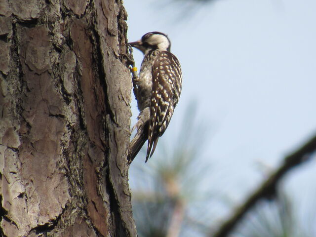 Red-cockaded Woodpecker