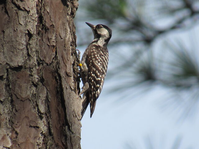 Red-cockaded Woodpecker