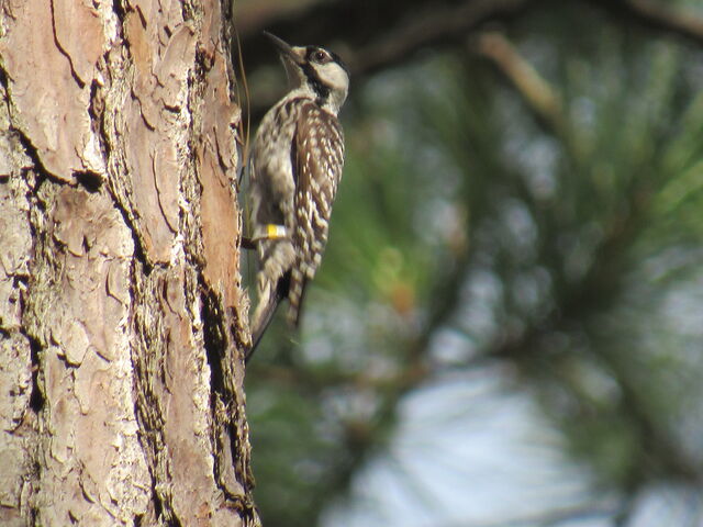 Red-cockaded Woodpecker