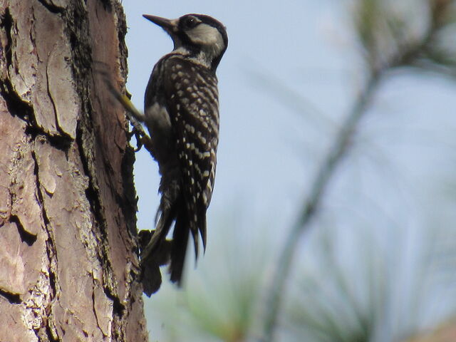 Red-cockaded Woodpecker