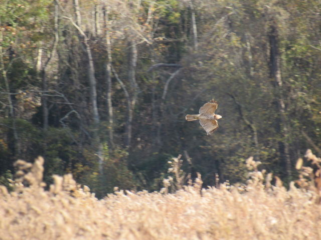 Red-shouldered Hawk