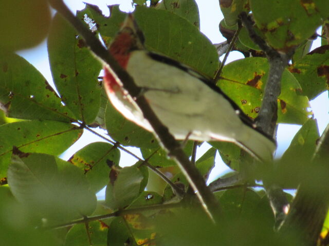 Rose-breasted Grosbeak