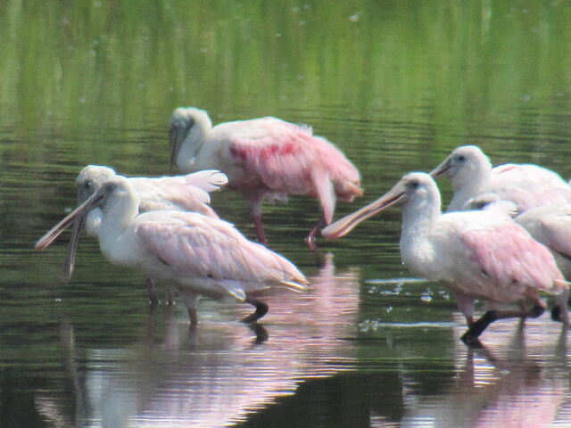 Roseate Spoonbill