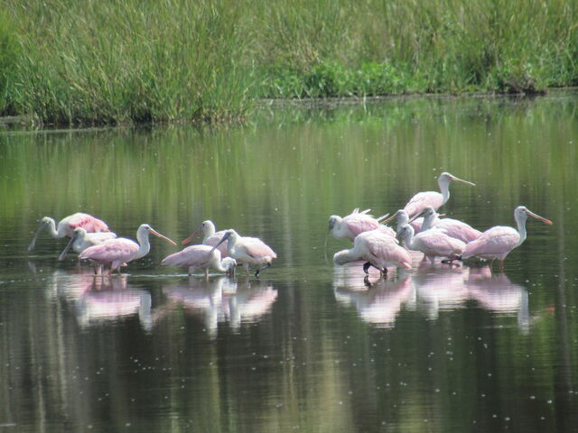 Roseate Spoonbill